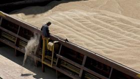 За первую декаду июня Россия на 1% увеличила экспорт пшеницы